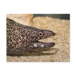 That's a Moray! Postcard