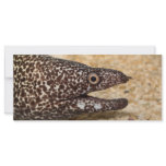That's a Moray! rack cards