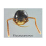 Thaumatomyrmex Postcard