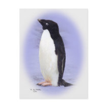 The Ade'lie Penguin Post card