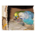 The Adoring Parents Postcard