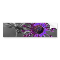 The African Daisy