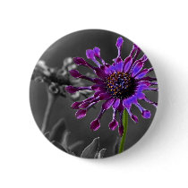 The African Daisy