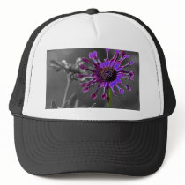 The African Daisy