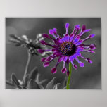 The African Daisy