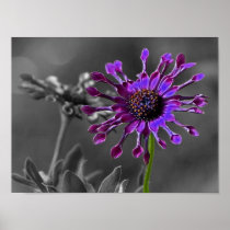 The African Daisy