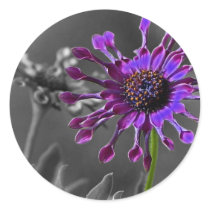 The African Daisy