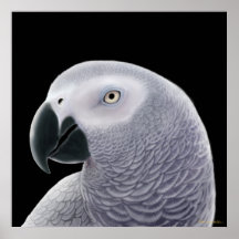 The African Grey Parrot Print