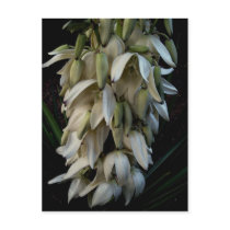 The Agave Flower Post Cards