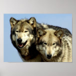 The Alpha Wolf Couple Print