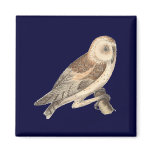 The American Barn Owl	(Strix pratincola)1 magnets