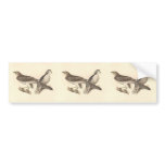 The American Goshawk (Astur atricapillus) bumper stickers