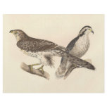 The American Goshawk	(Astur atricapillus) flyers