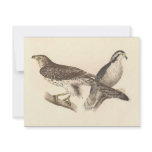 The American Goshawk	(Astur atricapillus) invitations