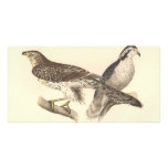 The American Goshawk	(Astur atricapillus) photo cards