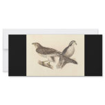 The American Goshawk	(Astur atricapillus) rack cards