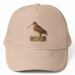 The American Woodcock	(Rusticola minor) hats