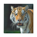 The Amur or Siberian Tiger magnets