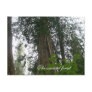The Ancient Forest Post Card