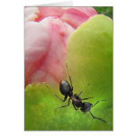 The Ant and the Peony cards