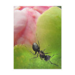 The Ant and the Peony postcards