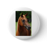 The Arabian mare Pin