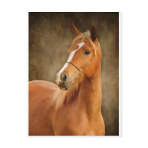 The Arabian Mare