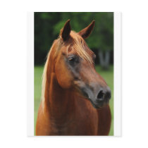 The Arabian mare Post Card