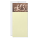*The Aristocrats* Vintage Kitten Portrait rack cards