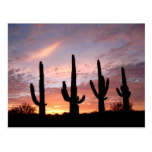 "The Arizona Show" Postcard