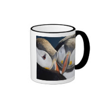 The Atlantic Puffin, a pelagic seabird, shown 3 Coffee Mugs