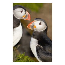 The Atlantic Puffin, a pelagic seabird, shown 3 Photo