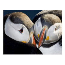 The Atlantic Puffin, a pelagic seabird, shown 3 Postcards