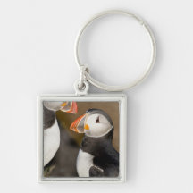 The Atlantic Puffin, a pelagic seabird, shown Keychain
