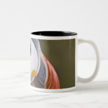 The Atlantic Puffin, a pelagic seabird, shown Mugs