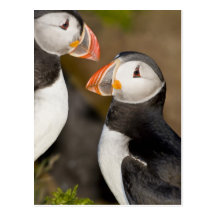 The Atlantic Puffin, a pelagic seabird, shown Post Card
