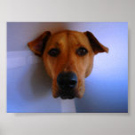 The Bad Dog posters