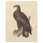The Bald Eagle (Haliaetos leucocephalus) flyers