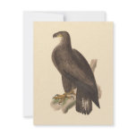 The Bald Eagle (Haliaetos leucocephalus) invitations