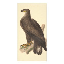 The Bald Eagle (Haliaetos leucocephalus)