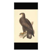 The Bald Eagle (Haliaetos leucocephalus) Photo Card