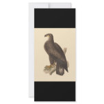 The Bald Eagle (Haliaetos leucocephalus) rack cards
