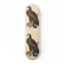 The Bald Eagle (Haliaetos leucocephalus)