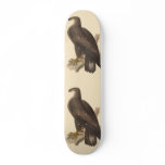 The Bald Eagle (Haliaetos leucocephalus) skateboards