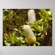 ~The Banksia's~ Poster