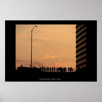 The bats of Austin Posters