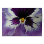 the beak of a pansy? cards