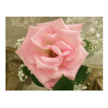 The Beauty Of A Rose Postcard