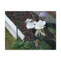 The Bees and The Lisas Postcard