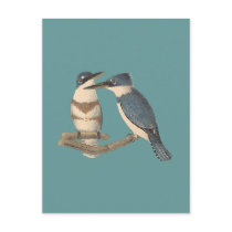 The Belted Kingfisher	 (Alcedo alcyon)